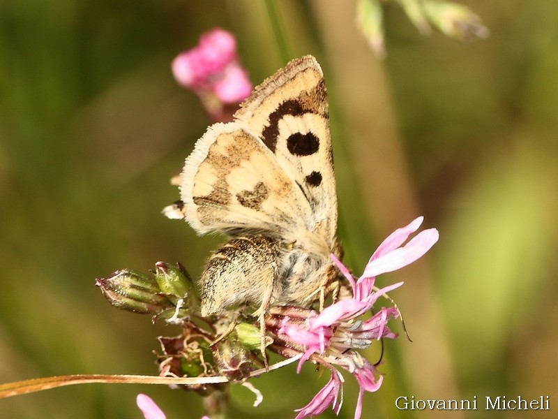 Noctuida da id - Heliothis viriplaca